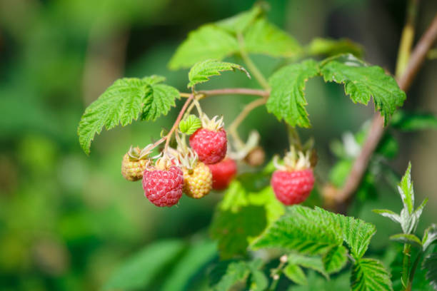 istock Red raspberries in the garden in summer 1330544850