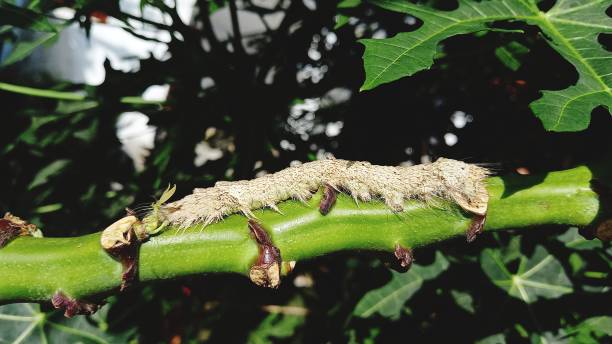 une chenille aux poils épais sur une branche d’arbre - branch caterpillar animal hair insect photos et images de collection