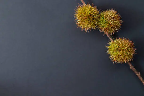 Photo of Closeup image of bunch of chestnuts in brown shell on a branch with copy space, taste of autumn, Japan.