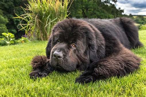 Newfoundland dog breed in an outdoor. Big dog on a green field. Rescue dog. Show breed of dog.