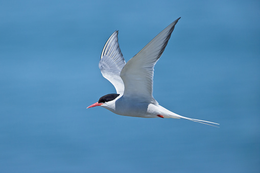 Arctic Tern in habitat
