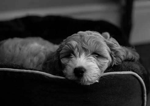 An adorable eight week old Cockapoo puppy asleep in his bed.