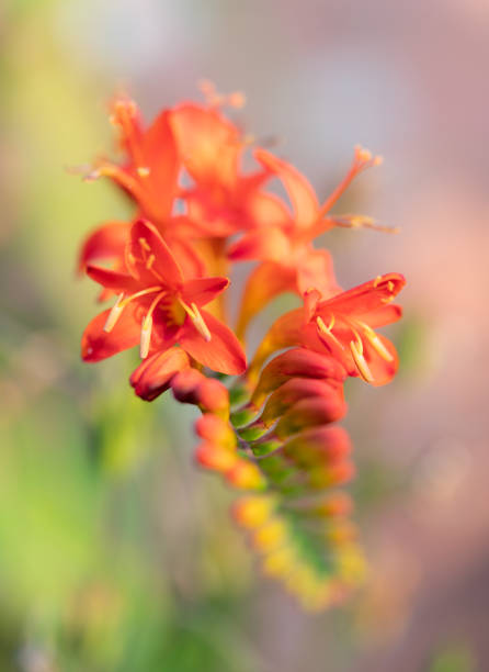 istock Spectacular Crocosmia Flower 1330546850
