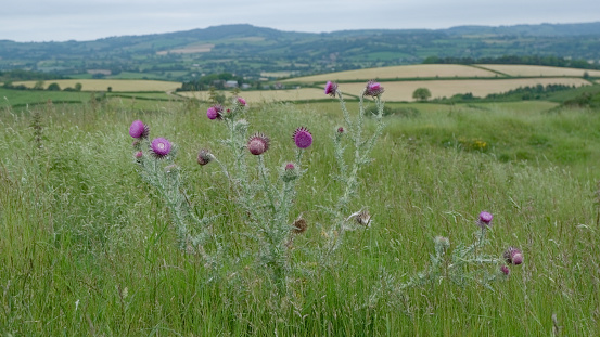A flowering thistle on a hill with the rolling Dorset countryside in the background
