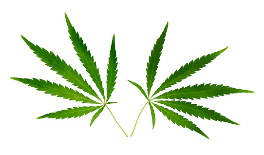 Hemp or cannabis leaf isolated on white background. Top view, flat lay. Template or mock up.