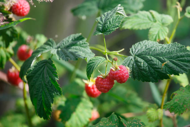 istock Red raspberries in the garden in summer 1330547084