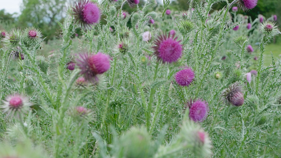 Plenty of wild thistles flowering in the countryside