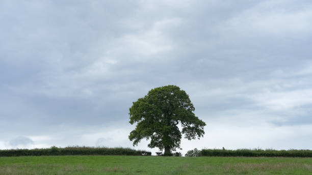 istock Lone Tree on a foggy night 1330547349