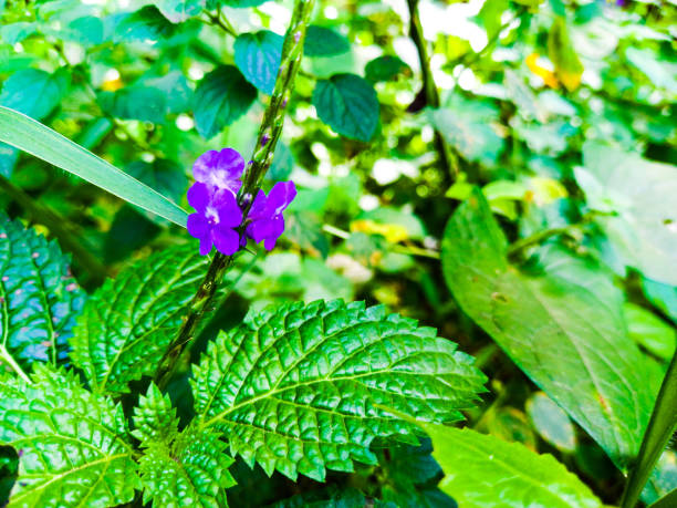 Blue Porterweed images with the sunlight