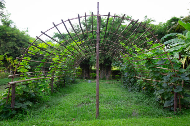 istock Vegetable plantations built from bamboo. Woven bamboo for growing cucumbers. 1330550751