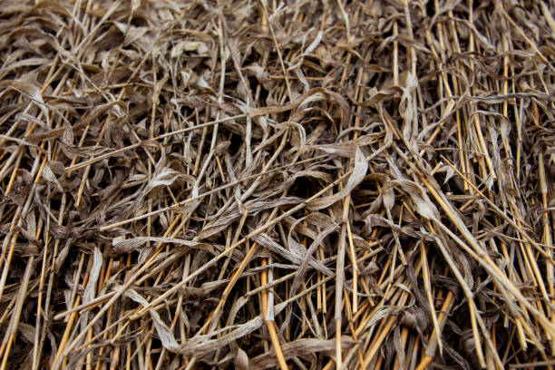 Dry straw for natural brown background