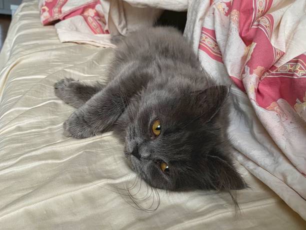 istock Persian kitten resting in human bed. 1330551159