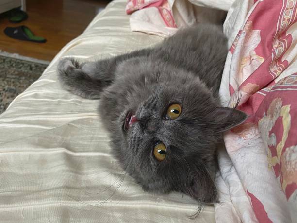 istock Persian kitten resting in human bed. 1330551164
