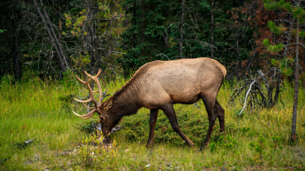 Deer In Banff National Park