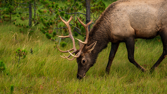 Deer In Banff National Park