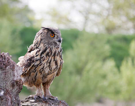 Close up face of European eagle owl, Big orange eyes and Strong beak.