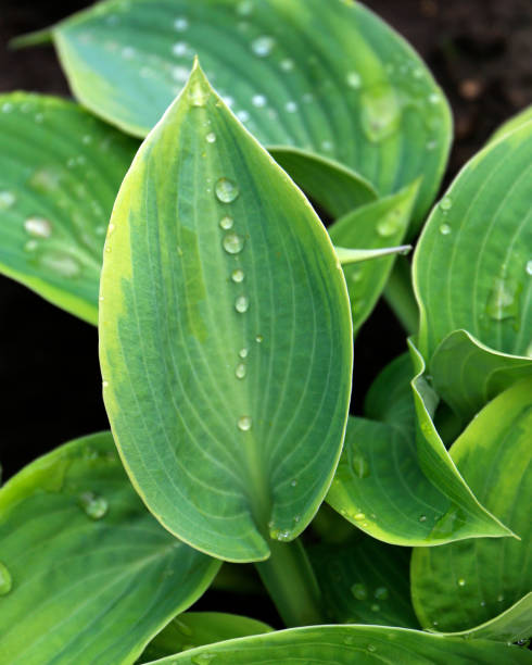 istock Hosta leaves with raindrops, hosta plant close - up view 1330554399