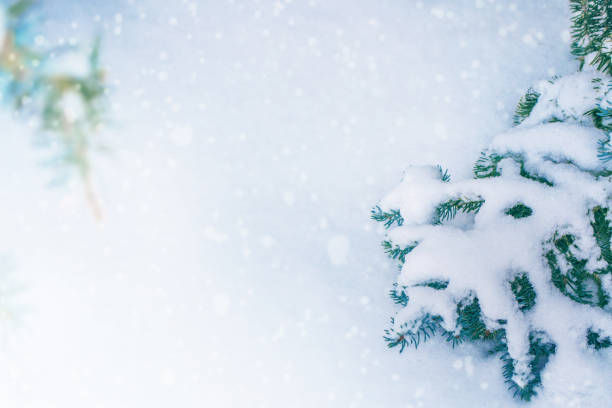 istock winter. Branches of trees in the snow. White forest. 1330555505