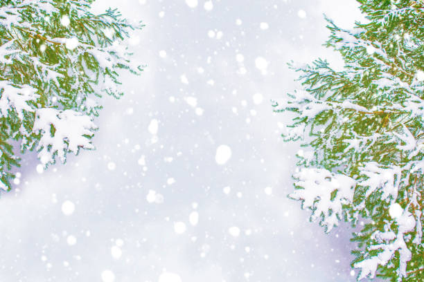 istock winter trees in the snow. White forest. 1330555582