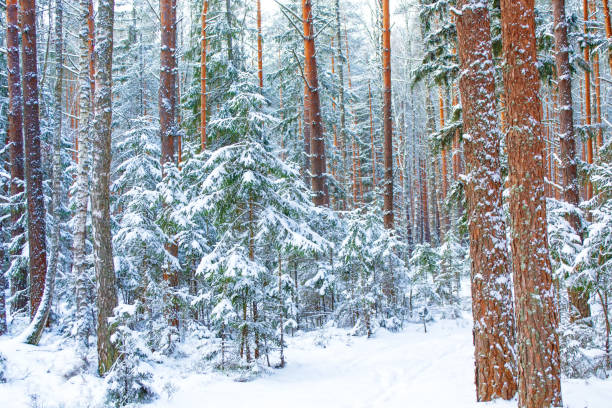 istock winter trees in the snow. White forest. 1330555584