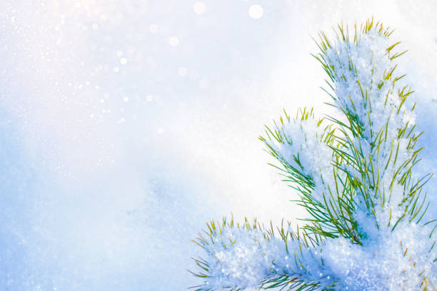 istock winter trees in the snow. White forest. 1330555596