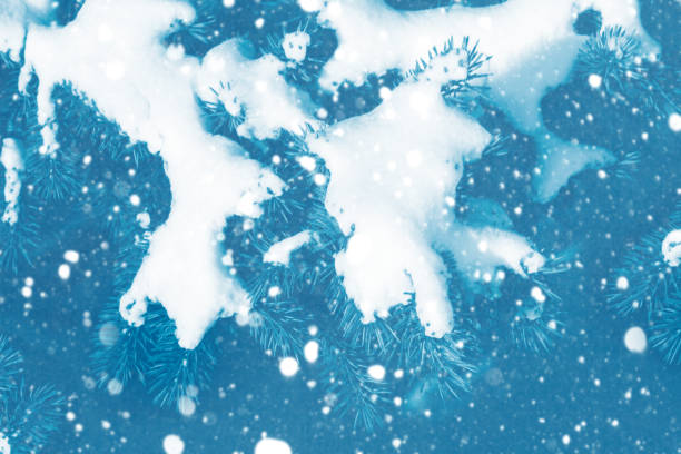 istock winter. Branches of trees in the snow. White forest. 1330555640