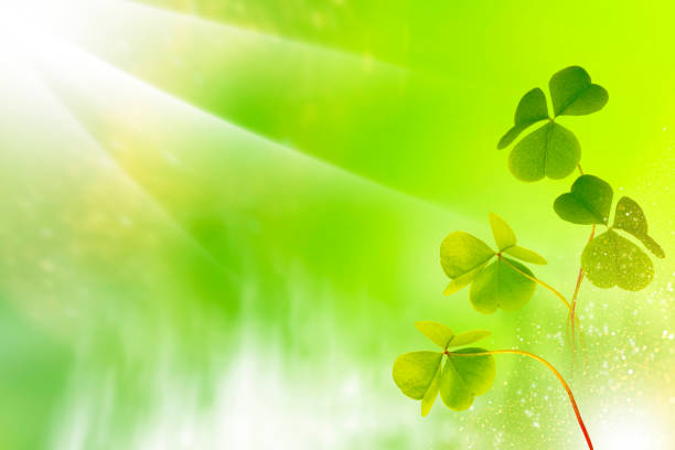 istock green clover leaves. St.Patrick 's Day. 1330555673
