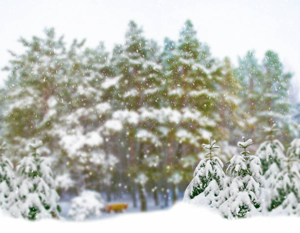 Frozen winter forest with snow covered trees. outdoor