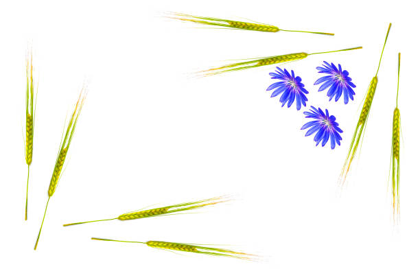 Frame. Ripe wheat ears isolated on white background. chicory