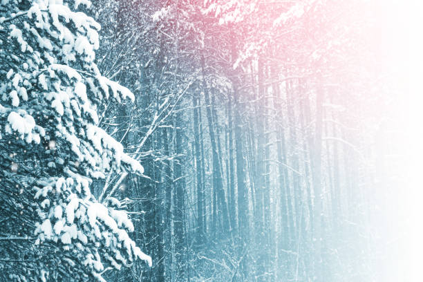 istock winterf trees in the snow. White forest. 1330555771