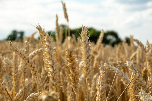 istock Wheat Field, Golden close up 1330556055
