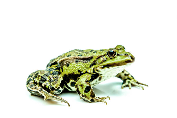 frog with placard for messaging,  isolated on white