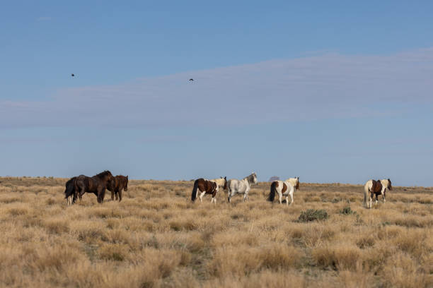 Horses on top of a hill and flying birds, beneath a deep, blue sky with white clouds