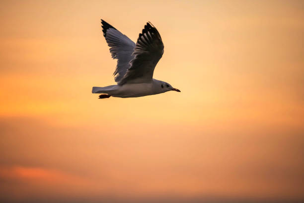 istock Seagull flying at sunset with twilight sky 1330558138