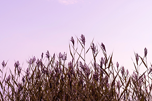 Fluffy Reed grass on the background of pink purple sky at sunset beauty in nature copy space, botanical beauty in nature plants slective focus