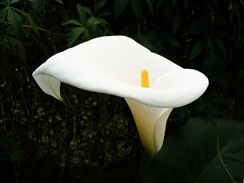 Close up of a calla lily, highlighting its beutiful white colour.