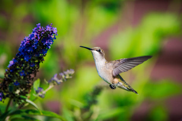 istock Hummingbird feeding from purple flowers 1330559594