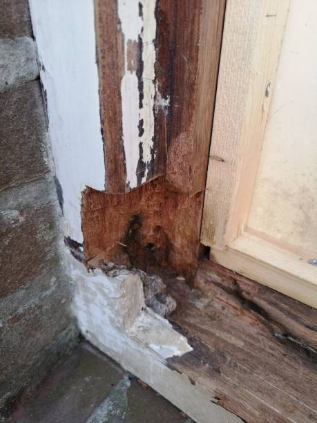 istock close up rotten wood in frame 1330560654