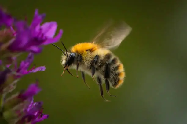 Photo of Bee ist flying to nectar - specimen of Eucera, wildbee
