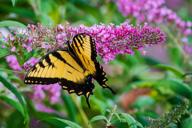 istock Yellow swallowtail butterfly on purple flowers 1330561177