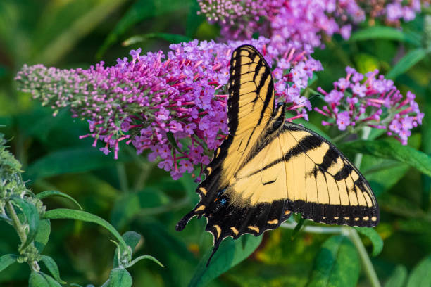 istock Yellow swallowtail butterfly on purple flowers 1330561182