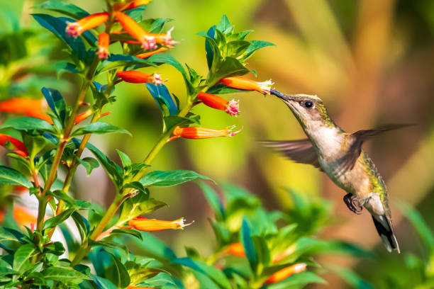 istock Hummingbird hovering near red flowers 1330561261