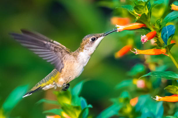 istock Hummingbird feeding from red flowers 1330561310