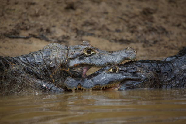 Closeup of two Black Caiman (Melanosuchus niger) fighting in water with jaws locked open showing teeth Pampas del Yacuma, Bolivia. stock photo