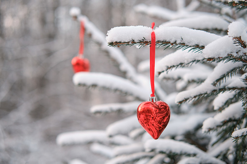 Christmas decorations in the form of red heart-shaped baubles hang on a snow-covered Christmas tree