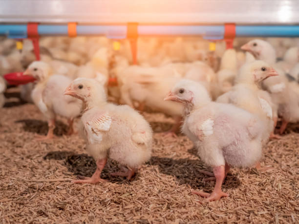 Los pollos bebé amarillos en la granja de negocios - foto de stock