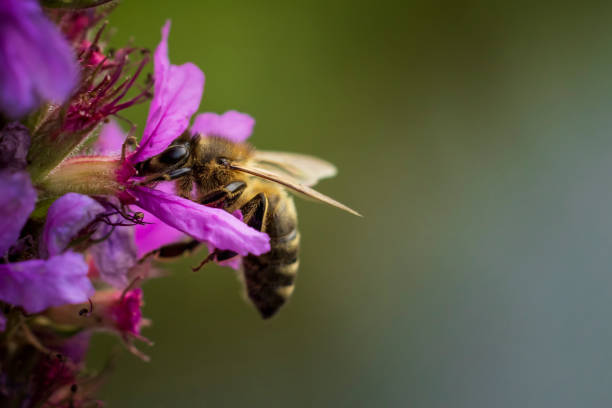 istock Bee ist feeding nectar - specimen of Eucera, wildbee 1330562417