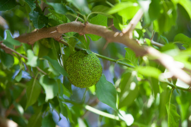 Green fruit of maclura pomifera (adam's apple, osage orange, horse apple) grow in wild on tree. Maclura fruit used in folk medicine, in particular for treatment of joints and sciatica Green fruit of maclura pomifera (adam's apple, osage orange, horse apple) grow in wild on tree. Maclura fruit used in folk medicine, in particular for treatment of joints and sciatica. maclura pomifera stock pictures, royalty-free photos & images