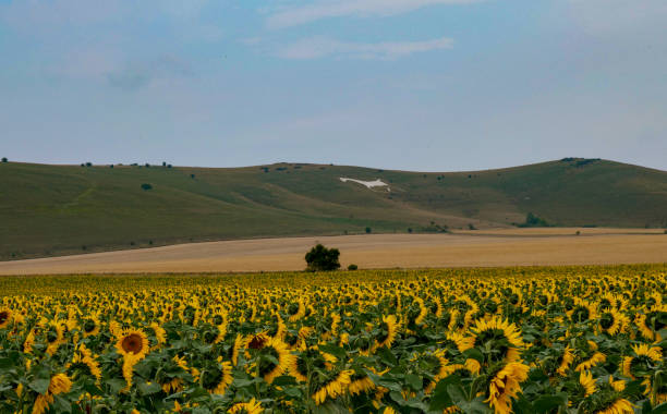 White Horse Alton Barns Various with Sunflowers wiltshire stock pictures, royalty-free photos & images