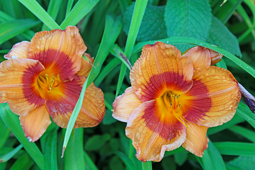 Closeup of a tiger daylily in a flowerbed
